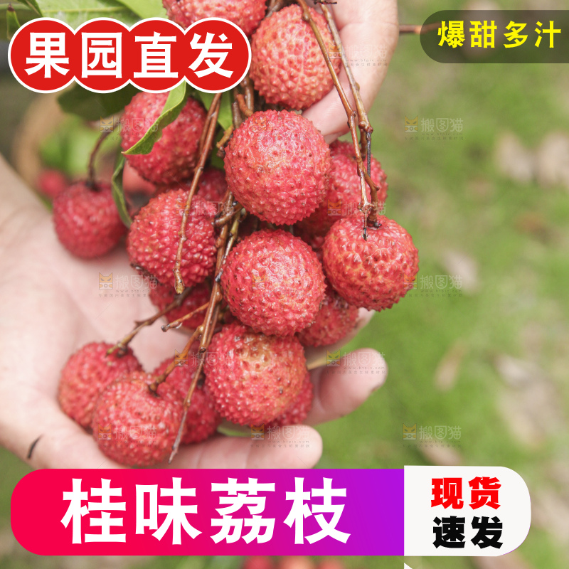 手里拿着桂味荔枝