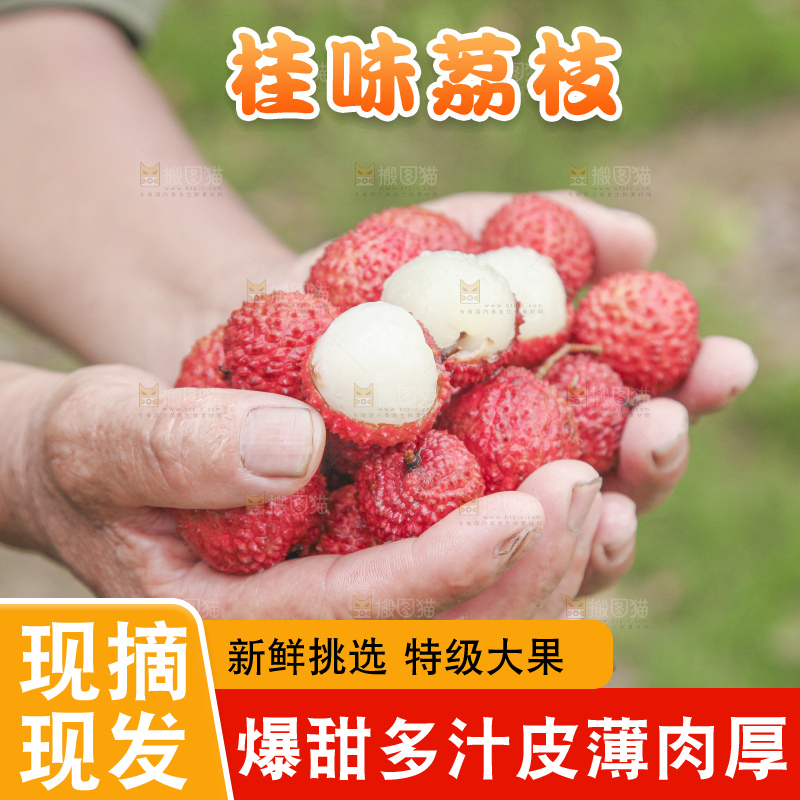 手里拿着桂味荔枝