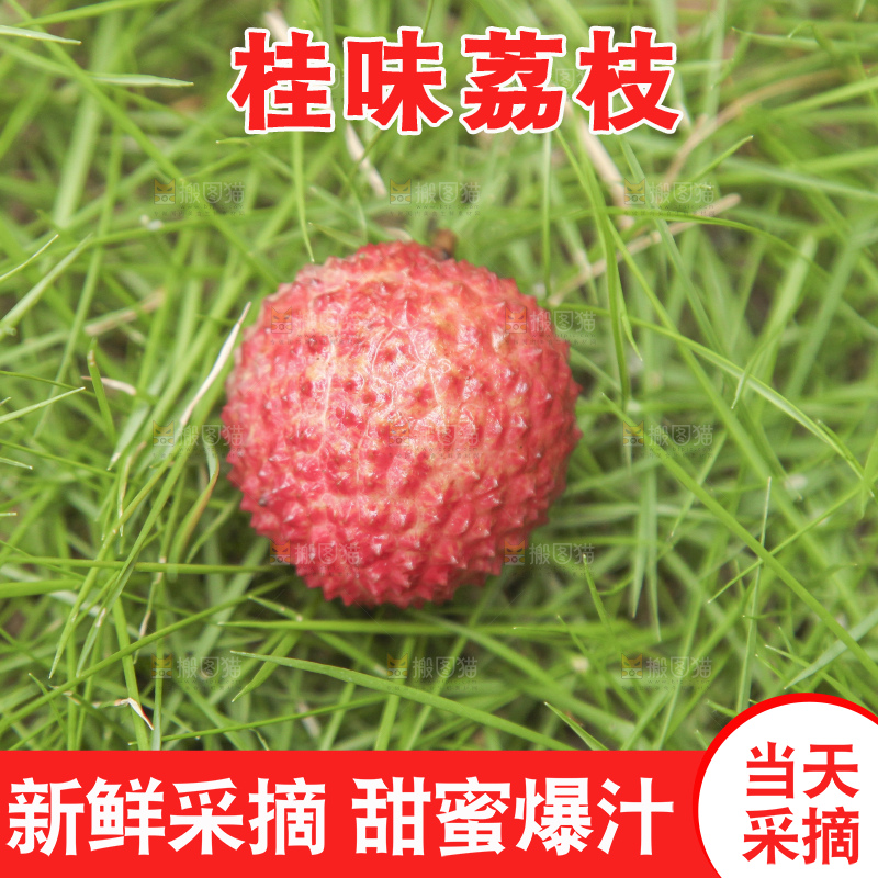 手里拿着桂味荔枝