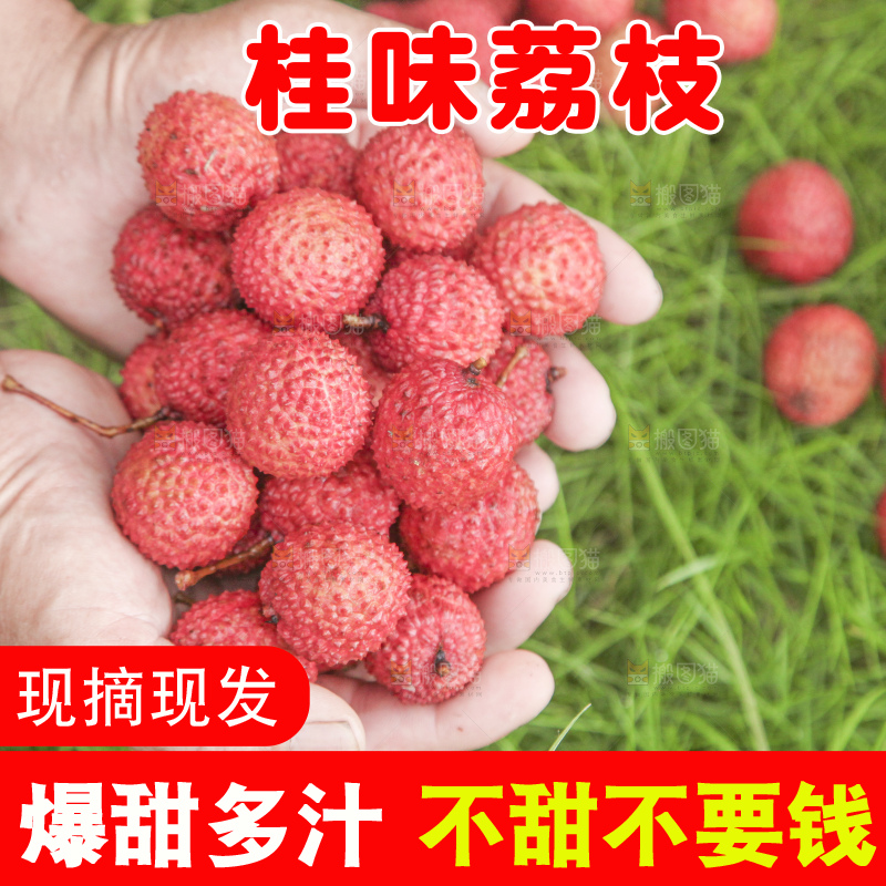 手里拿着桂味荔枝