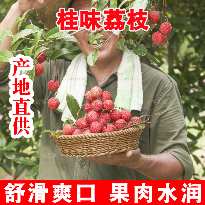 手里拿着桂味荔枝