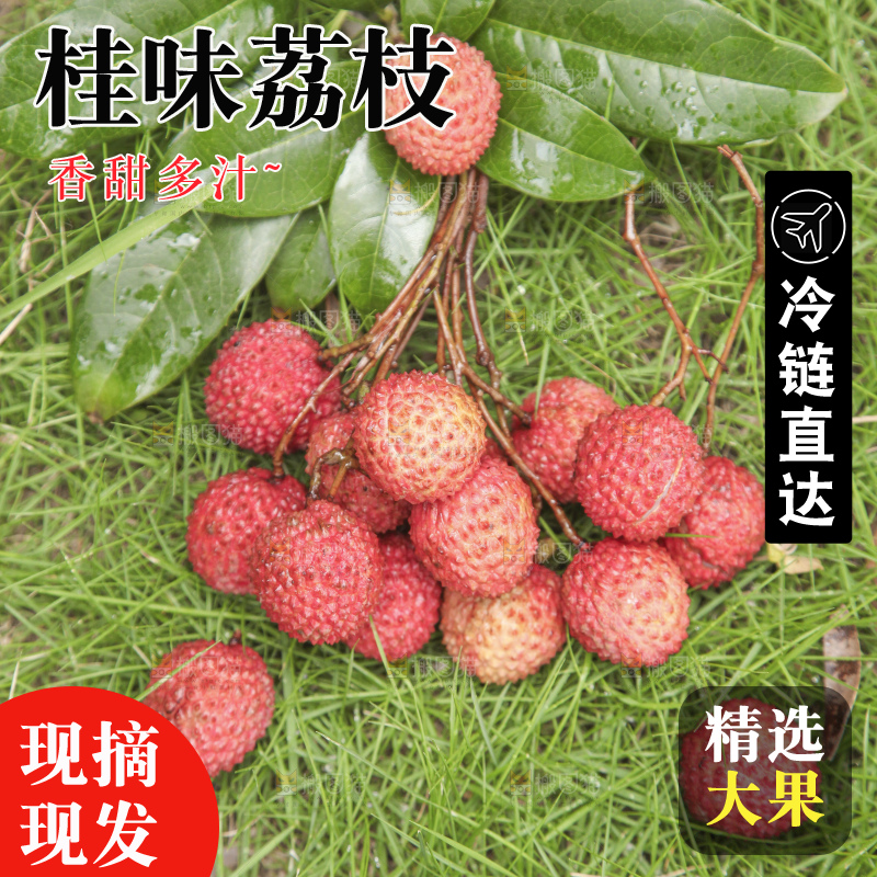 手里拿着桂味荔枝