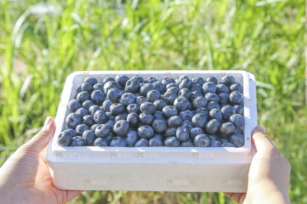 手里拿着蓝莓鲜果
