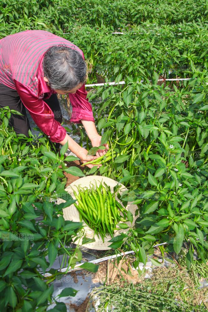 手里拿着现摘线椒