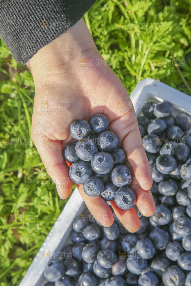 手里拿着蓝莓鲜果