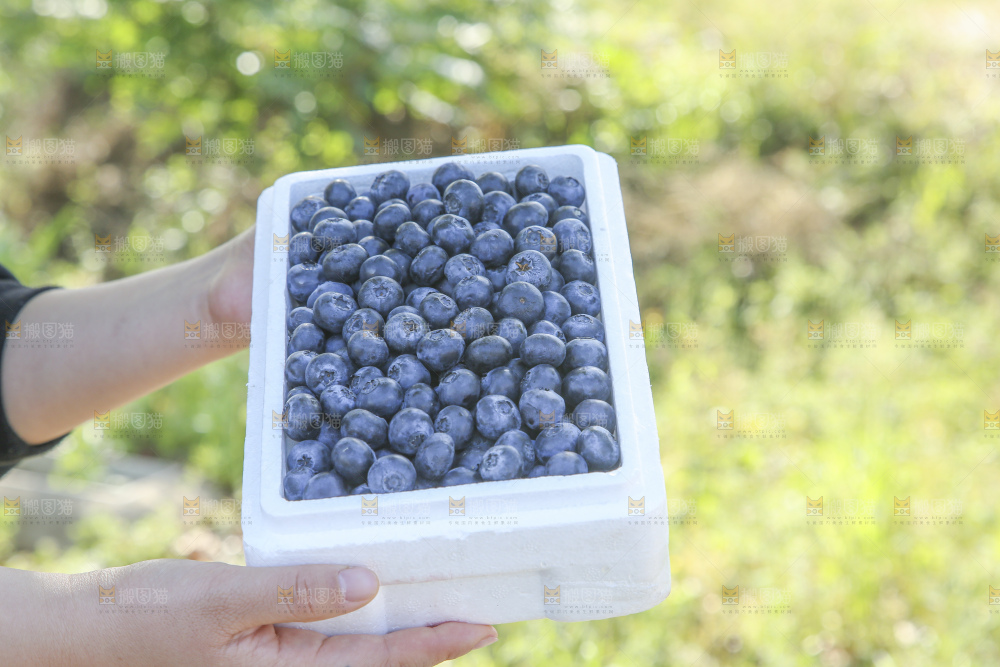 手里拿着蓝莓鲜果