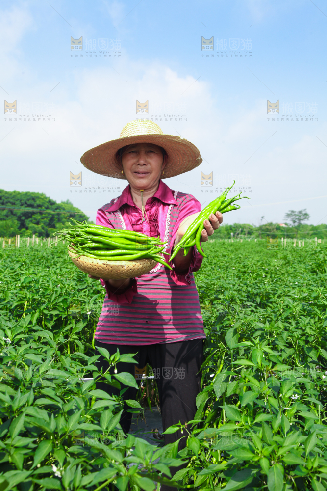 手里拿着现摘线椒