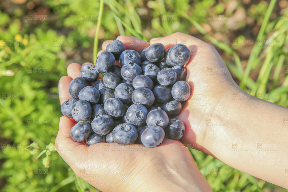 手里拿着蓝莓鲜果