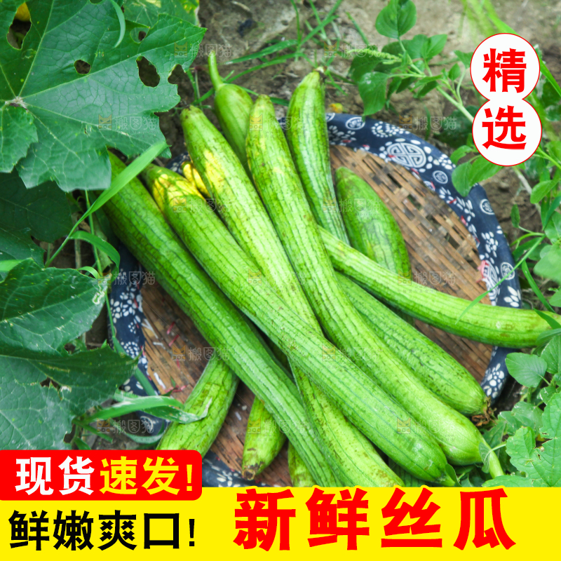 手里拿着长丝瓜