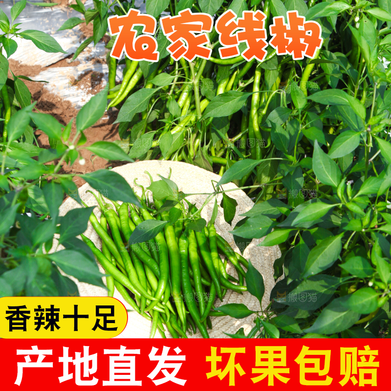 手里拿着现摘线椒