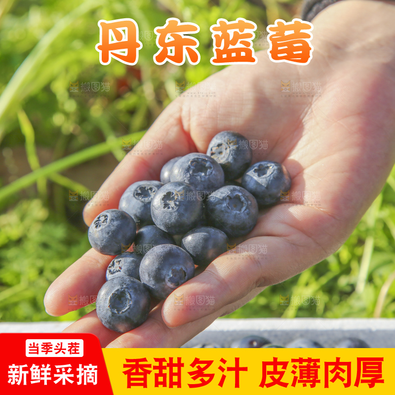 手里拿着蓝莓鲜果