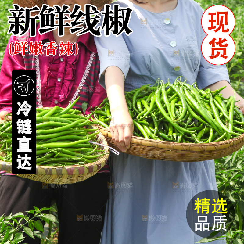 手里拿着现摘线椒