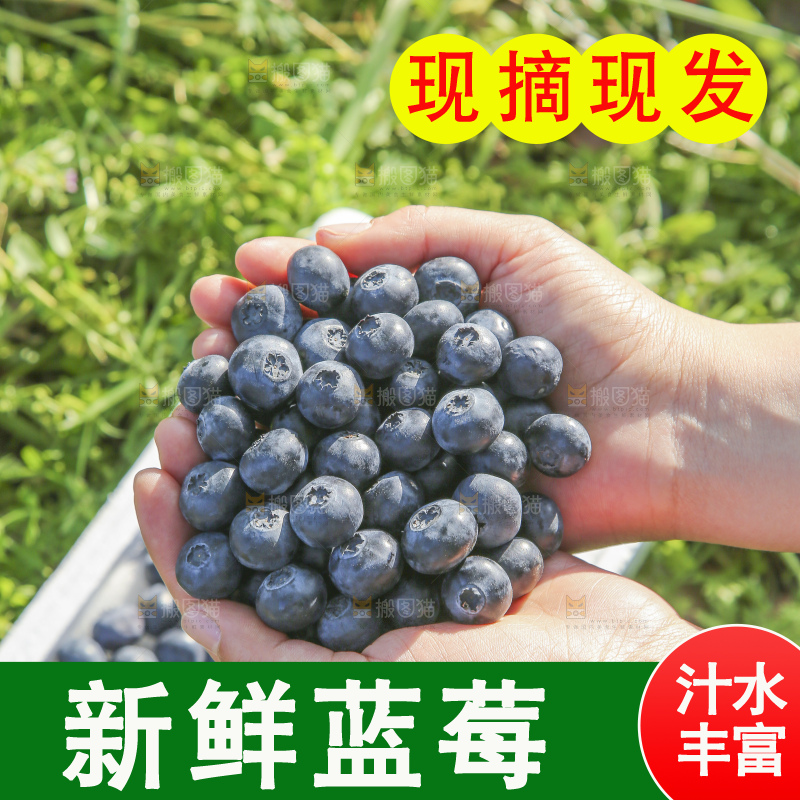 手里拿着蓝莓鲜果