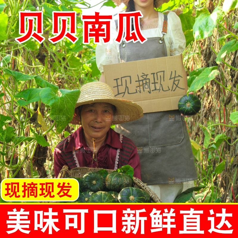 手里拿着贝贝南瓜