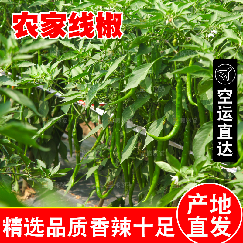手里拿着现摘线椒