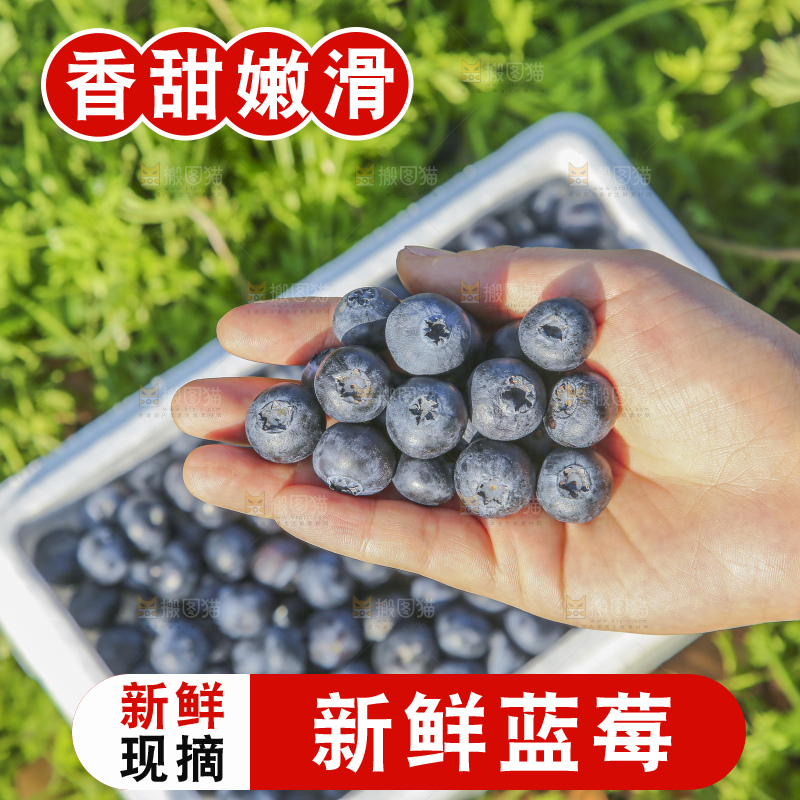手里拿着蓝莓鲜果