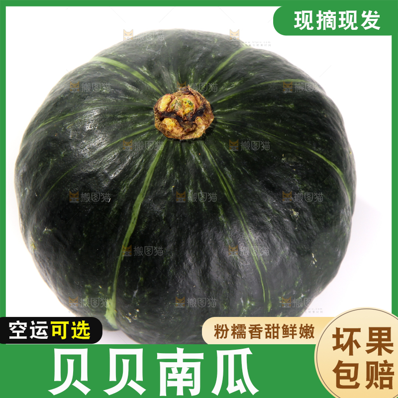 白底上放着的贝贝南瓜