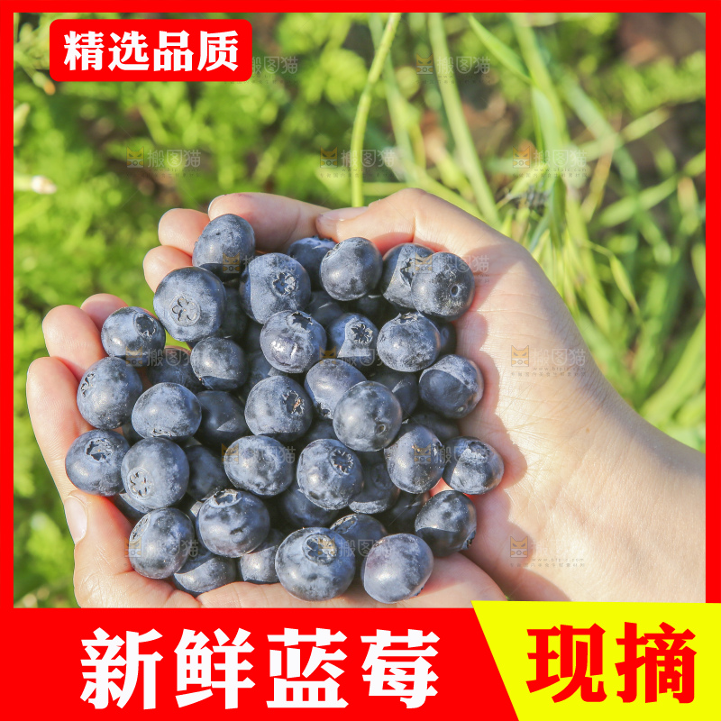 手里拿着蓝莓鲜果