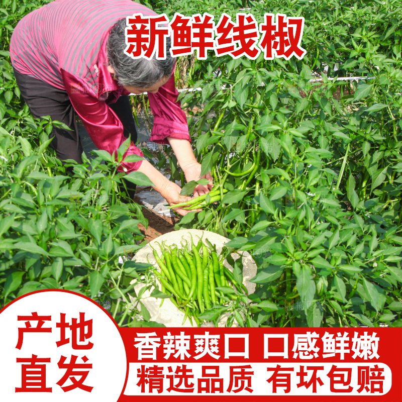 手里拿着现摘线椒