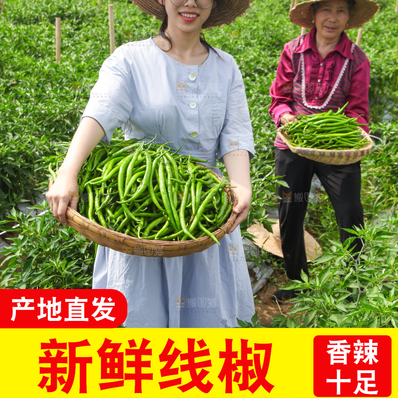 手里拿着现摘线椒