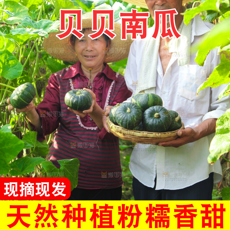 手里拿着贝贝南瓜