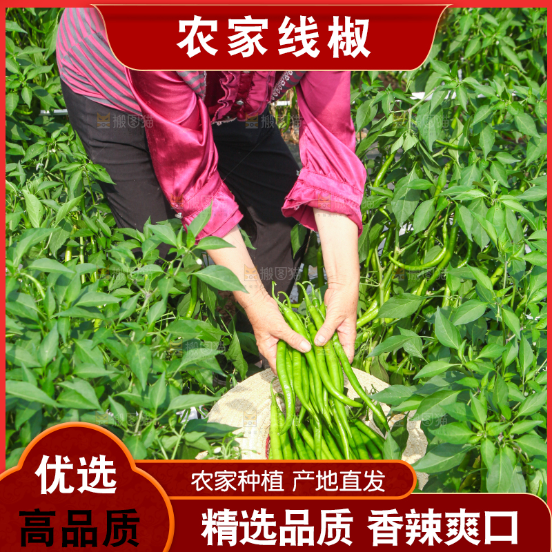 手里拿着现摘线椒