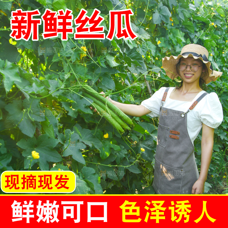 手里拿着长丝瓜