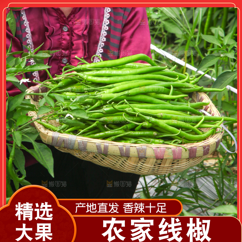 手里拿着现摘线椒