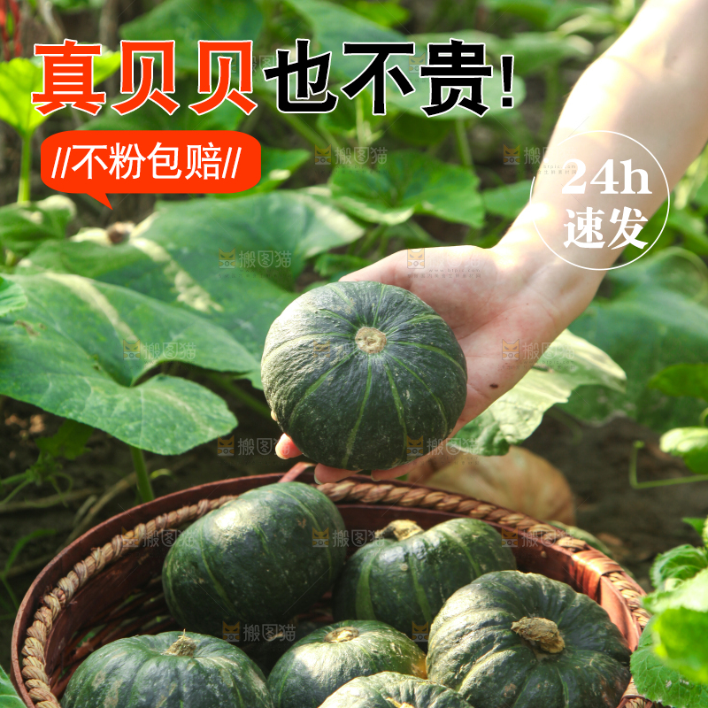 手里拿着贝贝南瓜