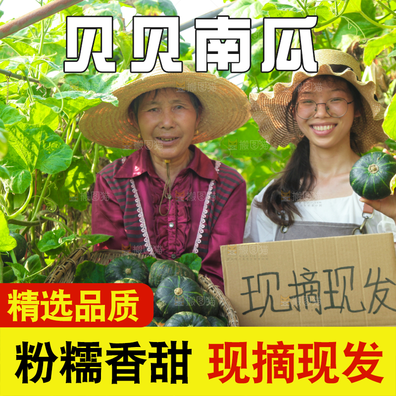 手里拿着贝贝南瓜