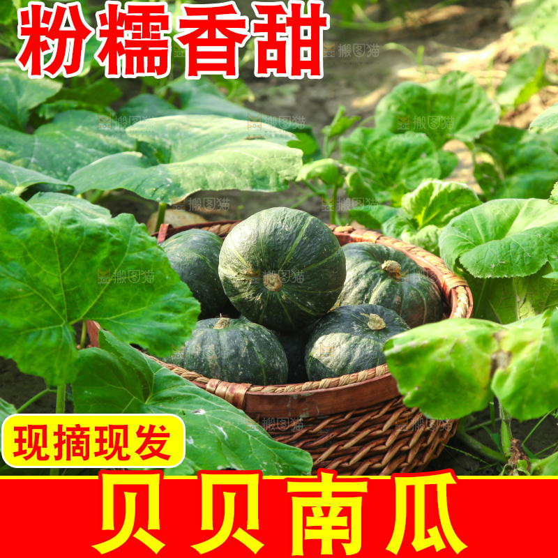 手里拿着贝贝南瓜