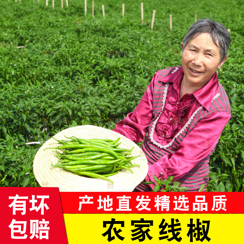手里拿着现摘线椒