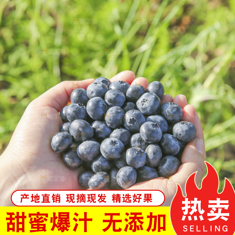 手里拿着蓝莓鲜果