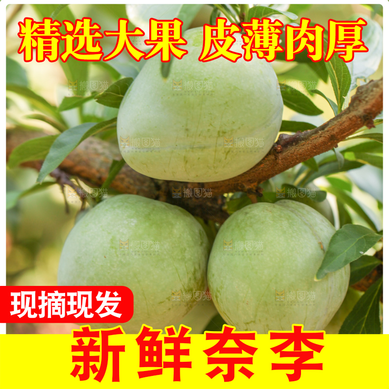 树上的新鲜奈李
