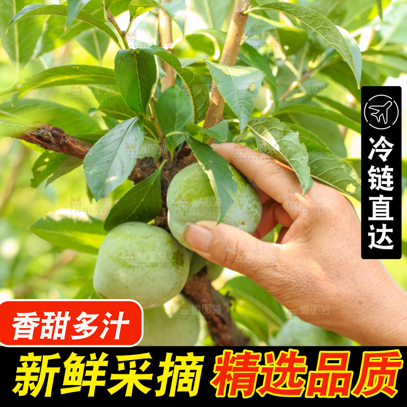 树上的新鲜奈李