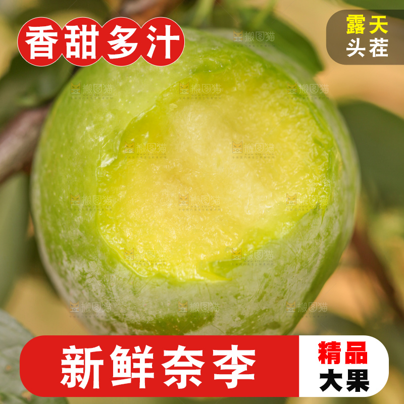树上的新鲜奈李