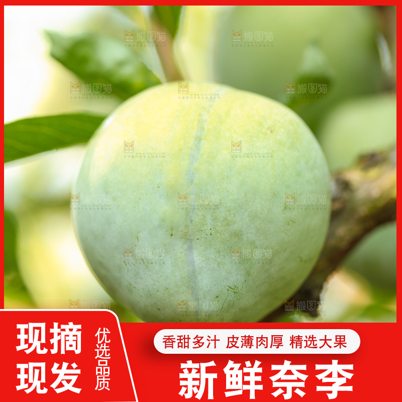 树上的新鲜奈李