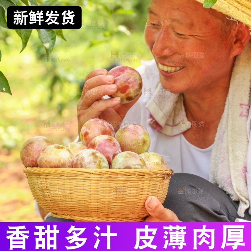 手里拿着新鲜三华李