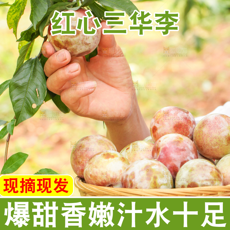 手里拿着新鲜三华李
