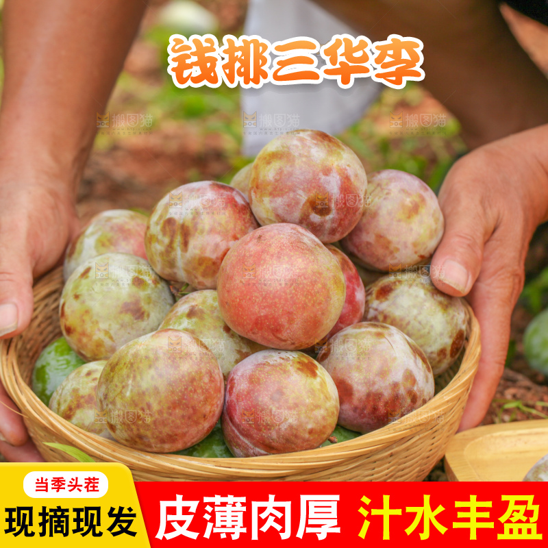 手里拿着新鲜三华李