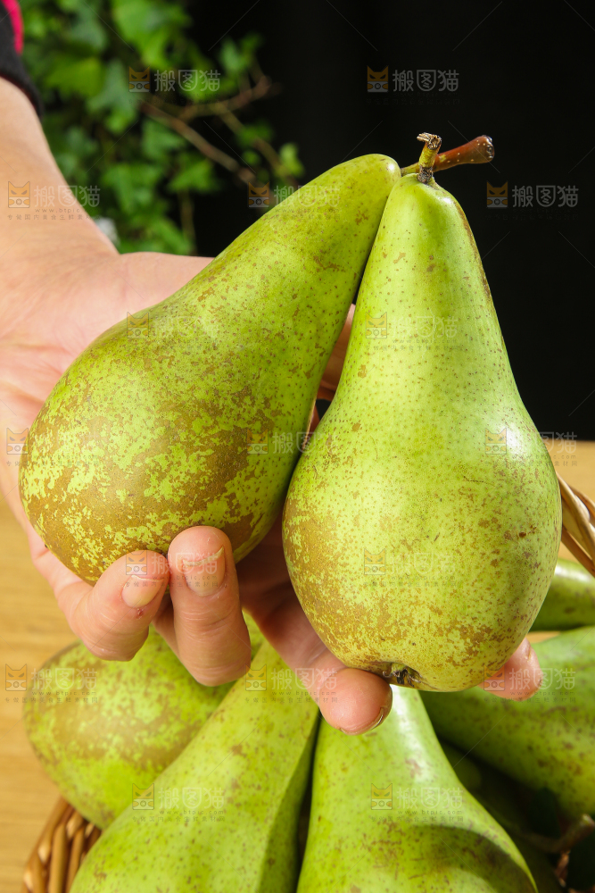 木底上的青啤梨
