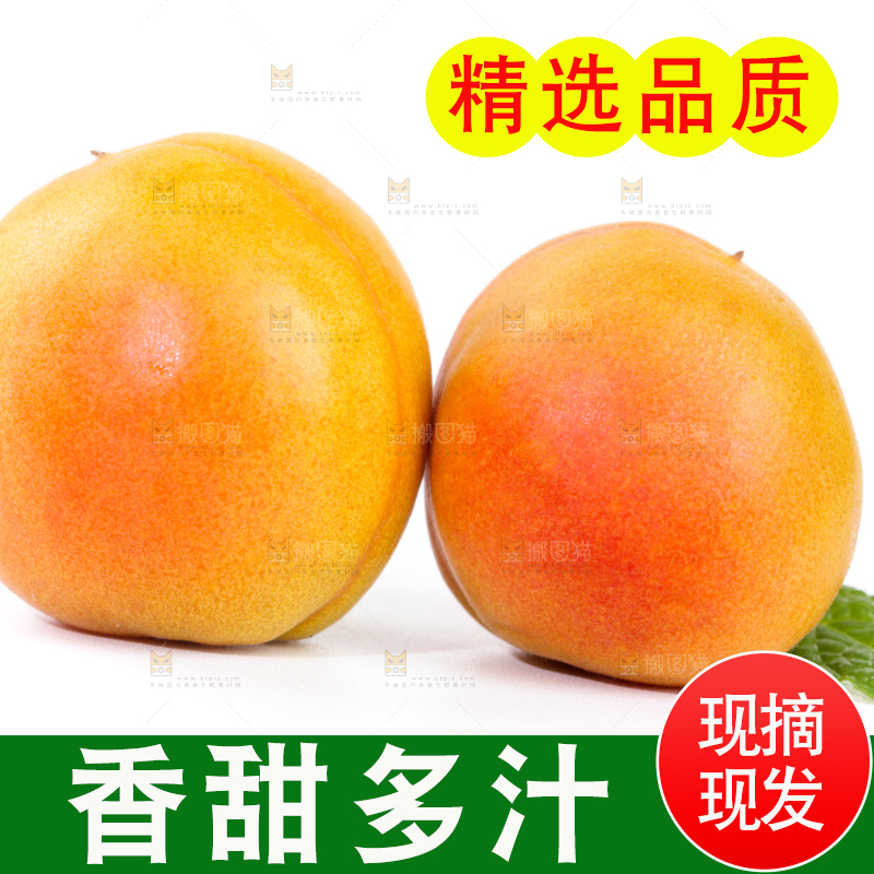 白底上的小红杏