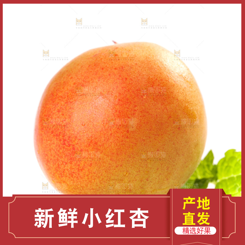 白底上的新疆小红杏
