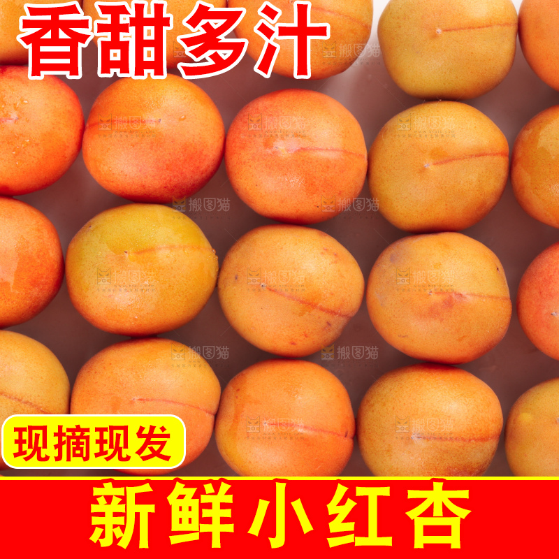 白底上的新疆小红杏