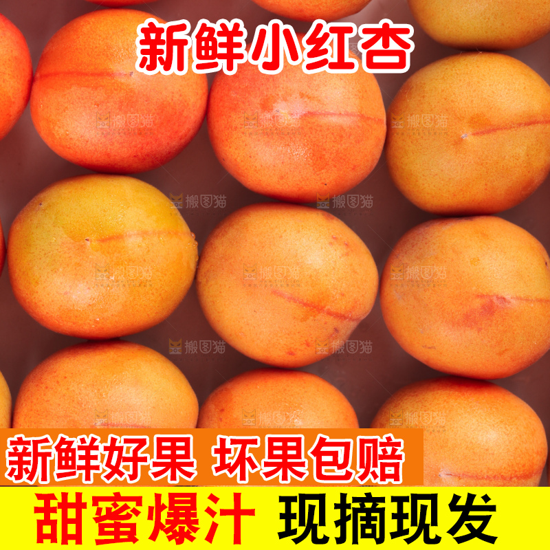 白底上的新疆小红杏