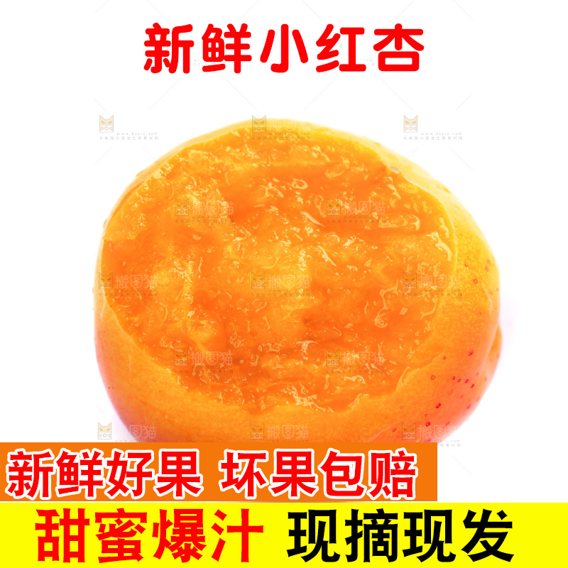 白底上的新疆小红杏