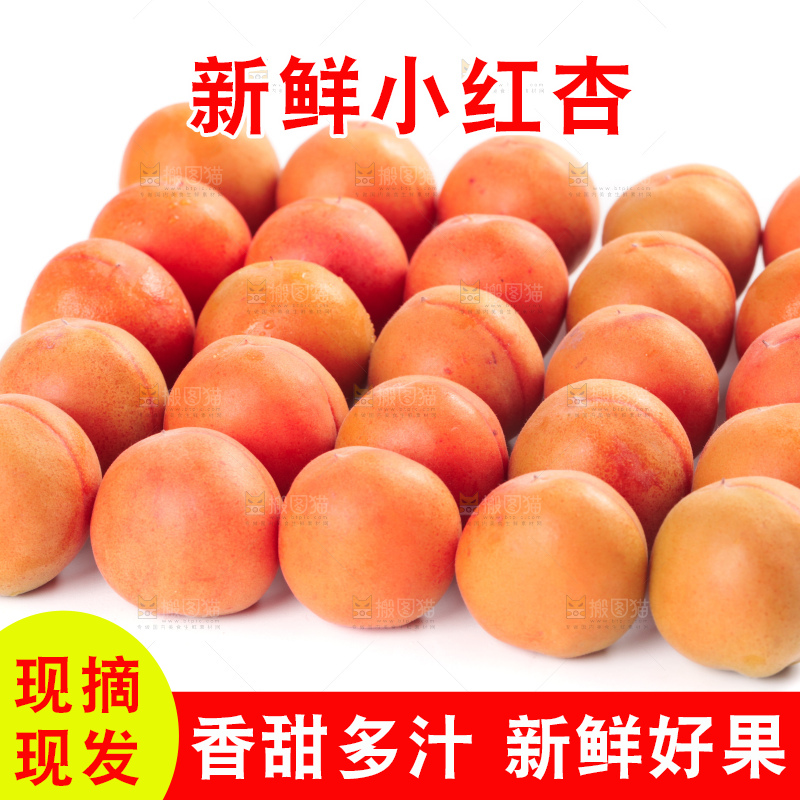 白底上的新疆小红杏