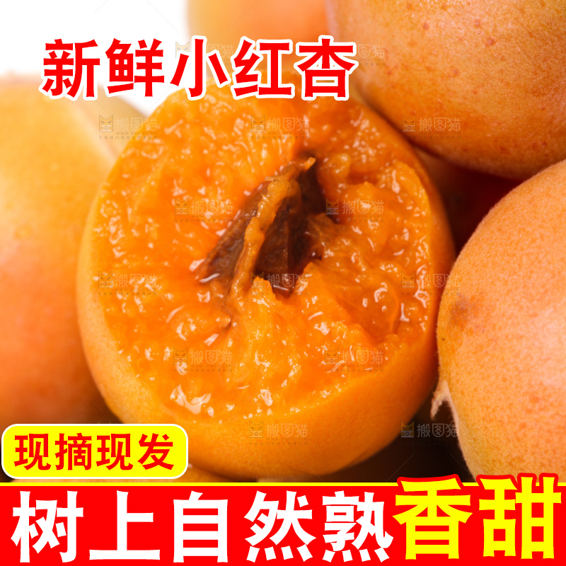 白底上的新疆小红杏