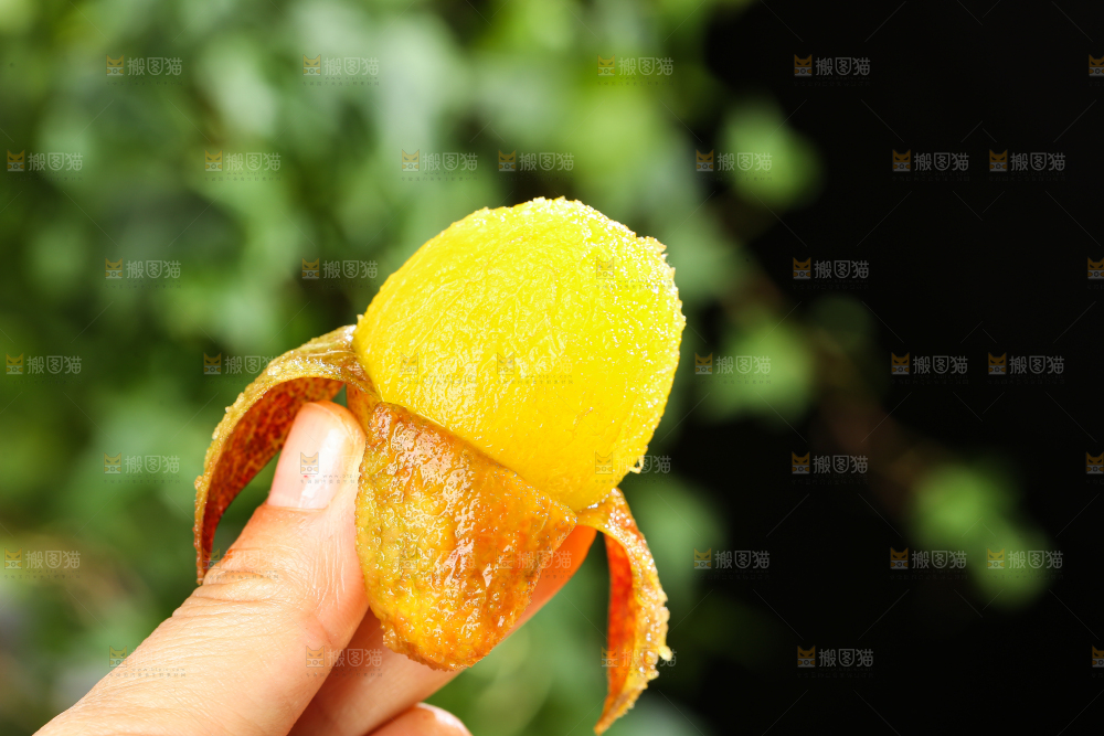 手里拿着新鲜西梅