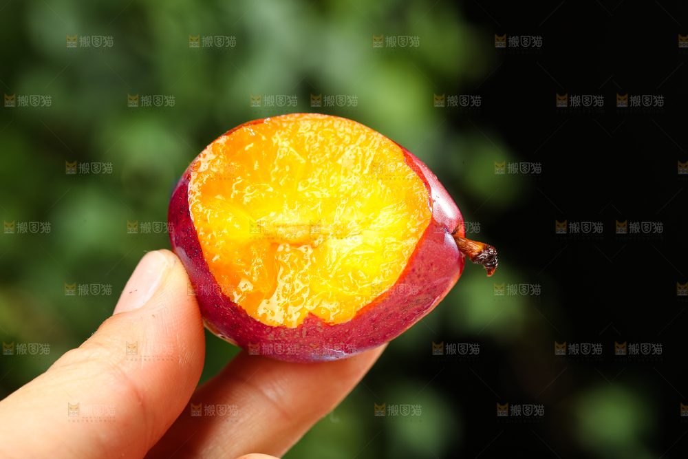 手里拿着新鲜西梅